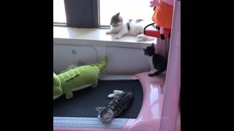 Funniest Animals - Best Of The 2021 Funny Animal Video #1
