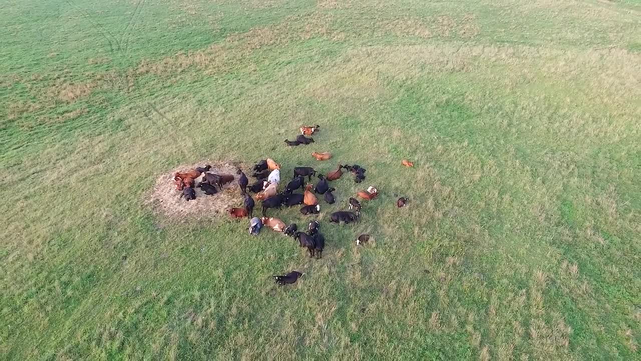 Flight Over Cows In Meadow