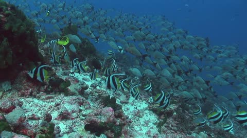 The most beautiful fish species ever🐡🐋