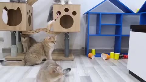 Funny cats video
