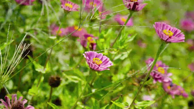 Apreciando as flores/enjoying the flowers
