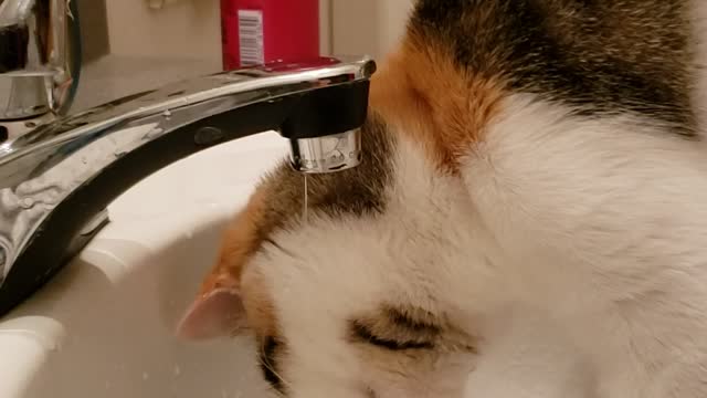Kitten in the sink
