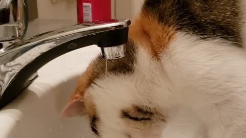 Kitten in the sink