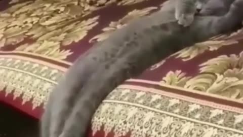 cute animals _shorts