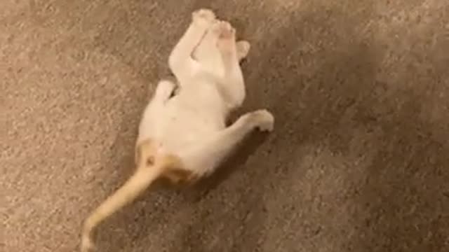 Animal Cat Dancing