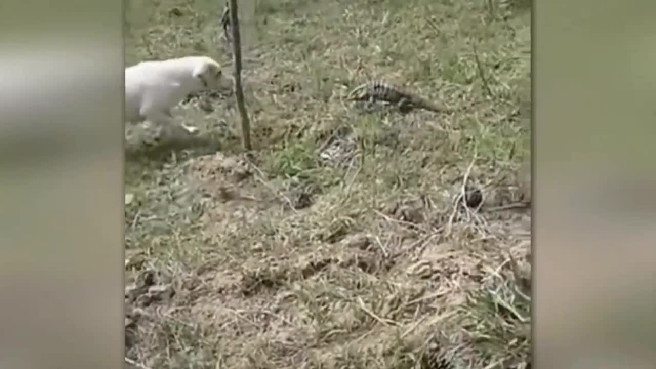 massive lizard chasing the dog.