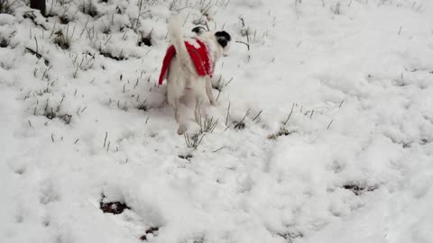 dog playing in the snow alone