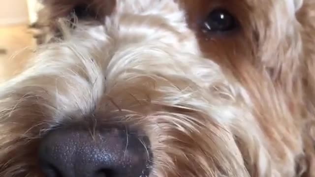 Fluffy brown dog with tongue out panting in front of camera