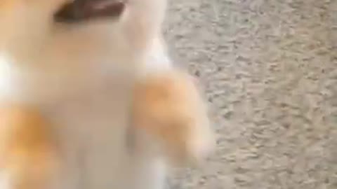 Cute puppy playing