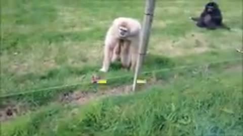 Monkeys Fun video