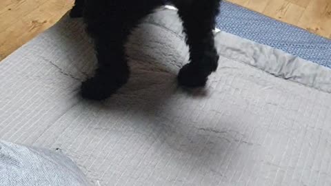 A dog wagging its butt and tail