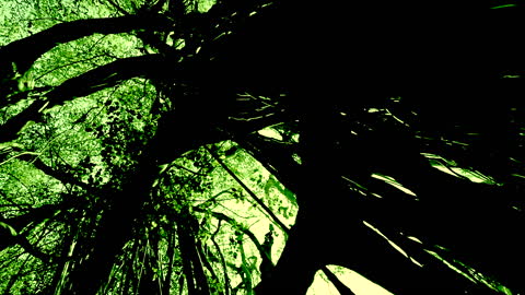 Jungle1