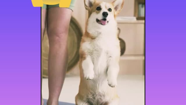 So cute dog stand on two foot with his owner