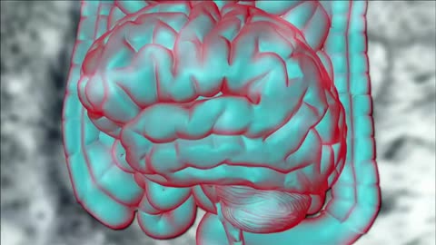 The Gut: Our Second Brain (Documentary)