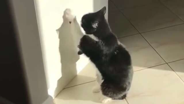 Very Cute Cat