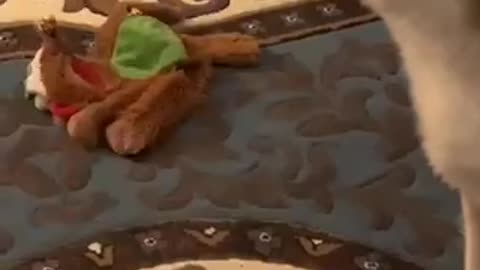Dogs are awesome!!
