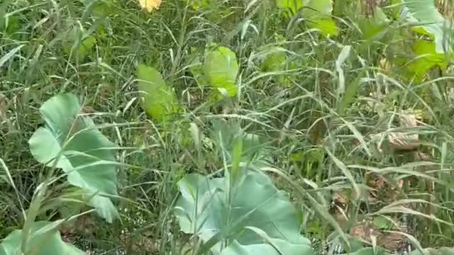 This lotus leaf is not very big