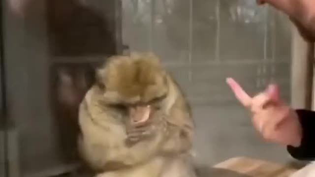 Monkey Reaction....😂😂😂