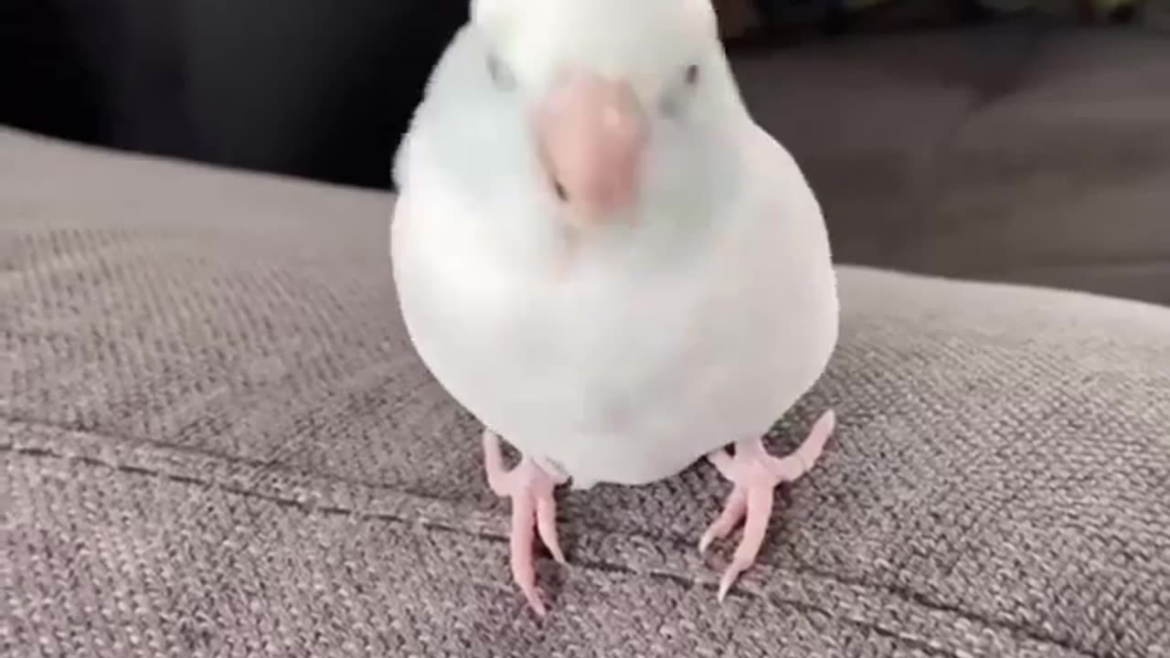 TRY NOT TO LAUGH 😆 Best Funny Videos Compilation 😂😁😆 Memes