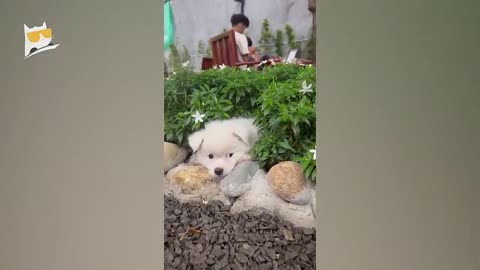 Funny video