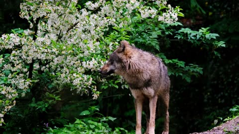 Wolves in Stunning 4K ULTRA HD 60 FPS