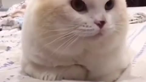 You will Definitely Fall in Love with this Cat .