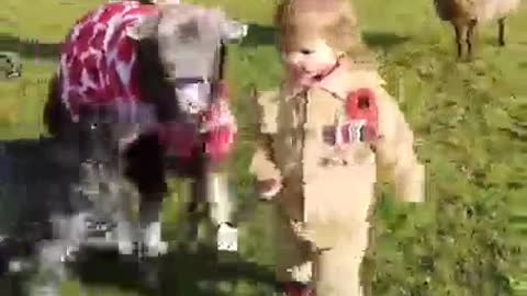 The boy is playing with the sheep