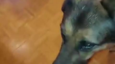 Dog Videos Try Not To Laugh 🦴🐕🐶