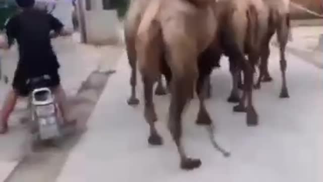 Very funny behaviour of camel 🐪🤣🤣