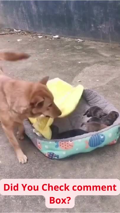 SOO CUTE - HAPPY DOG ! _ dog training 2022 #116 #usa #shorts