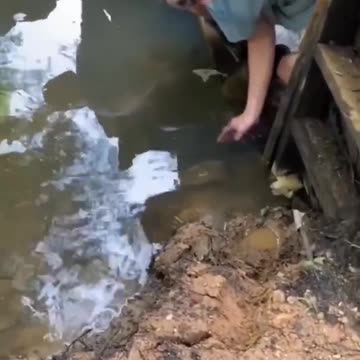 how to catch a crocodile",.