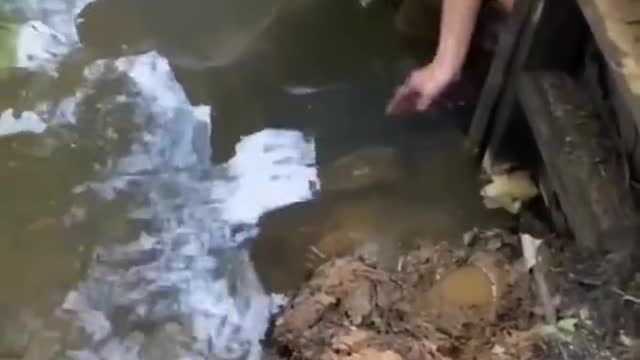 how to catch a crocodile",.