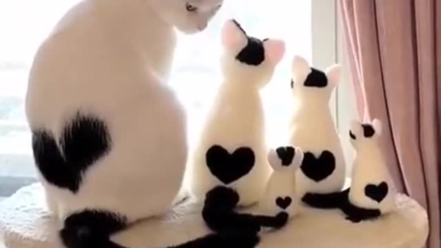 Lovely Cute Cats Family Funny Cats Cute Cats Videos