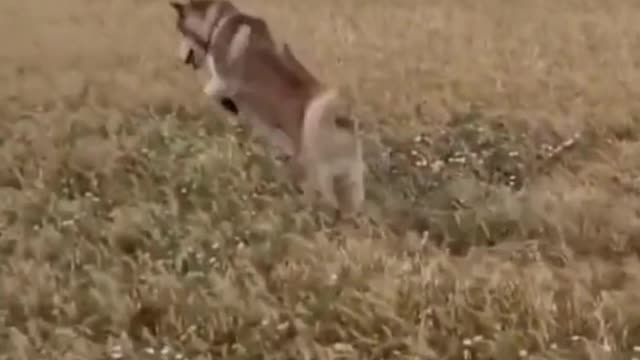 Funny Dog, Happily Jumping Around #Shorts