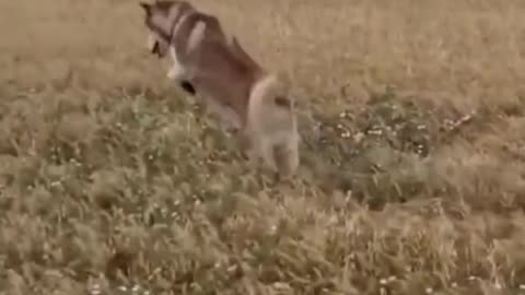 Funny Dog, Happily Jumping Around #Shorts