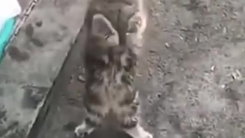 Funny Cat Dancing on Hind Legs