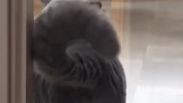 Scared cat, ha ha, so cute