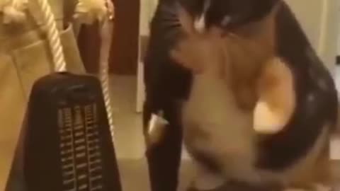 Try not to laugh😂