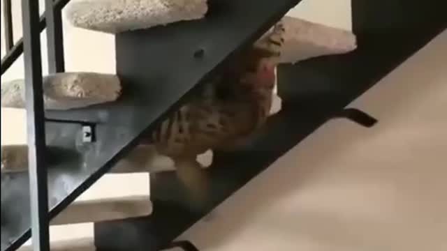 cat acrobat! you must see it