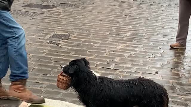 Awesome Performing Pooch Earns Its Pay