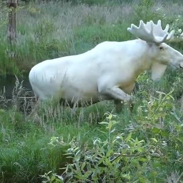 Extraordinary white moose