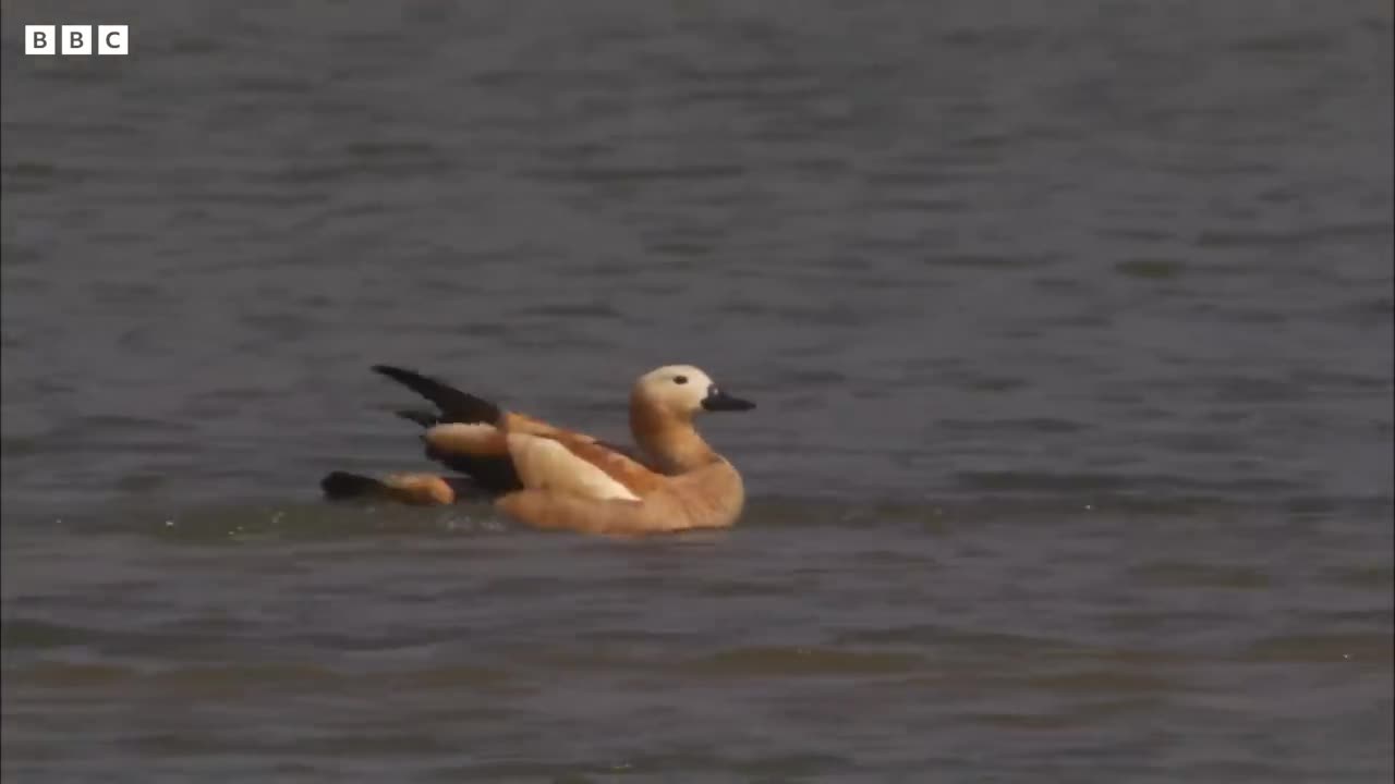 An Indian Paradise for Birds | Ganges | BBC Earth