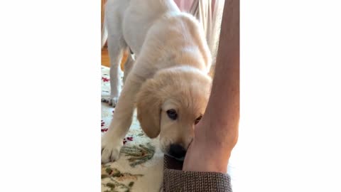 .Leo playing with Slippers _ Golden Retriever Puppy