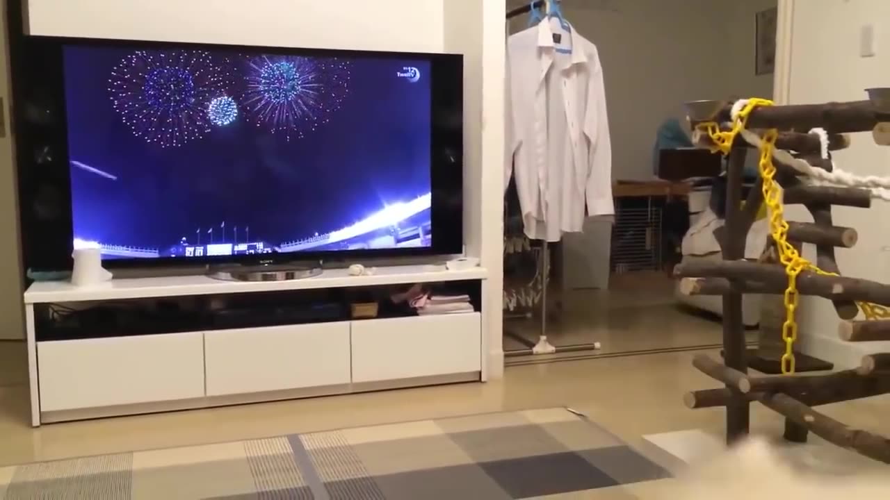 Top 10 Dog Barking Videos