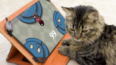 Cute cat, cat Playing Game