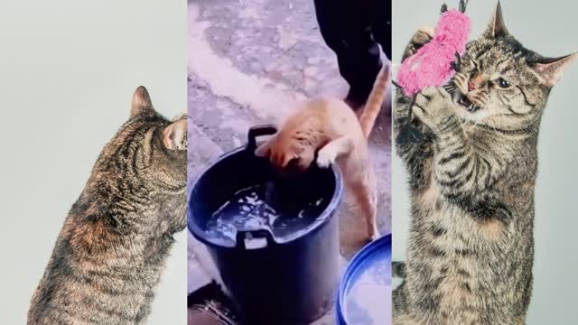 Cats Funny Animal Videos viral