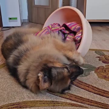 Trying to relive the happier days of our childhood