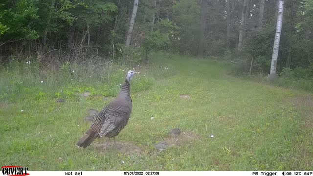 Turkeys with their chicks