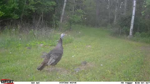 Turkeys with their chicks