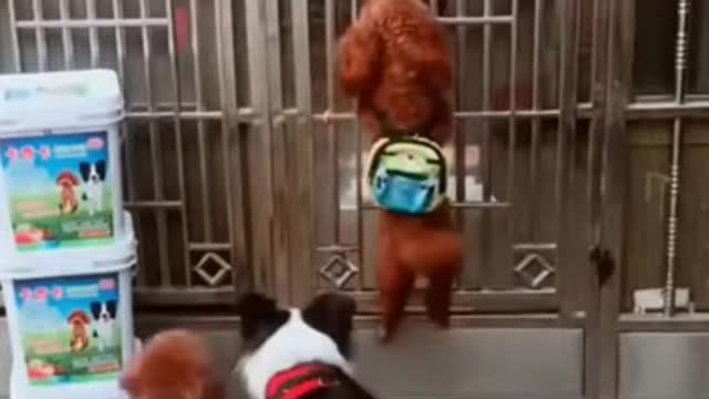 Cute Puppies Videos 🐶 - Cute puppy helping his family #shorts #YoutubeShorts #trending